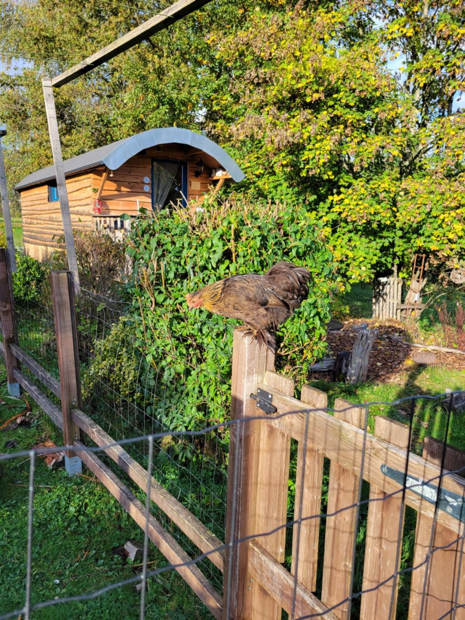 La Roulotte Tiny House Du Mond'Ideal Leval  Oda fotoğraf
